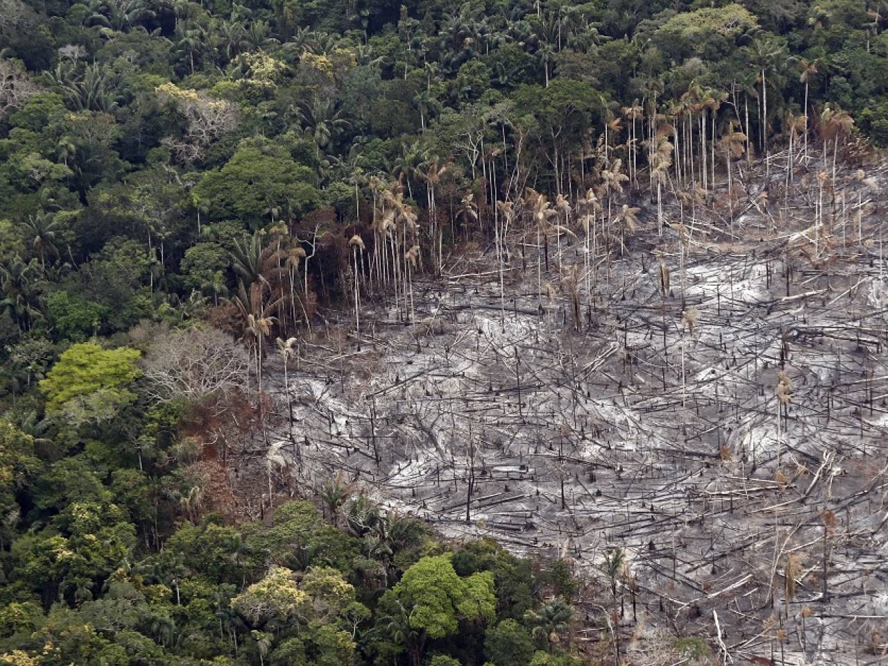 Árboles y fauna silvestre
