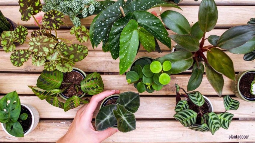 Vivero escolar con plántulas